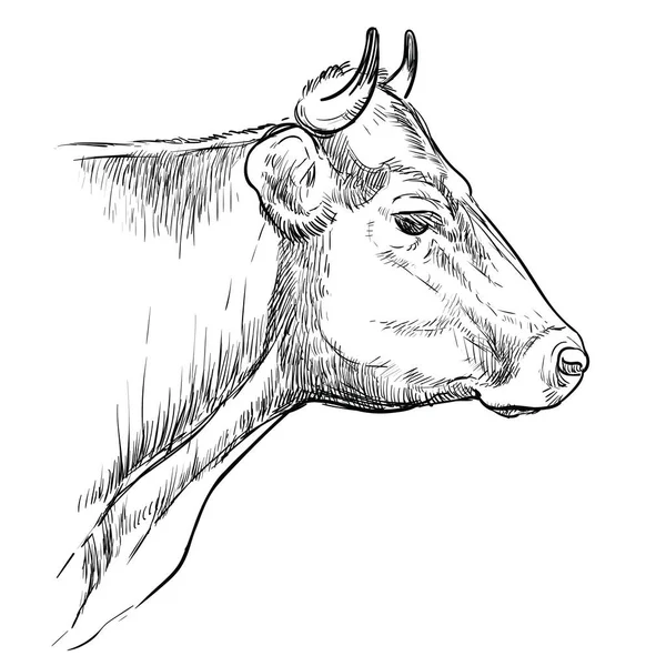Kopf der nachdenklichen Bullenhand Zeichnung Illustration — Stockvektor