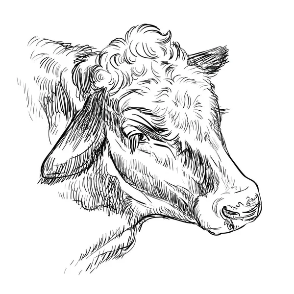 奶牛头像手绘图解 — 图库矢量图片
