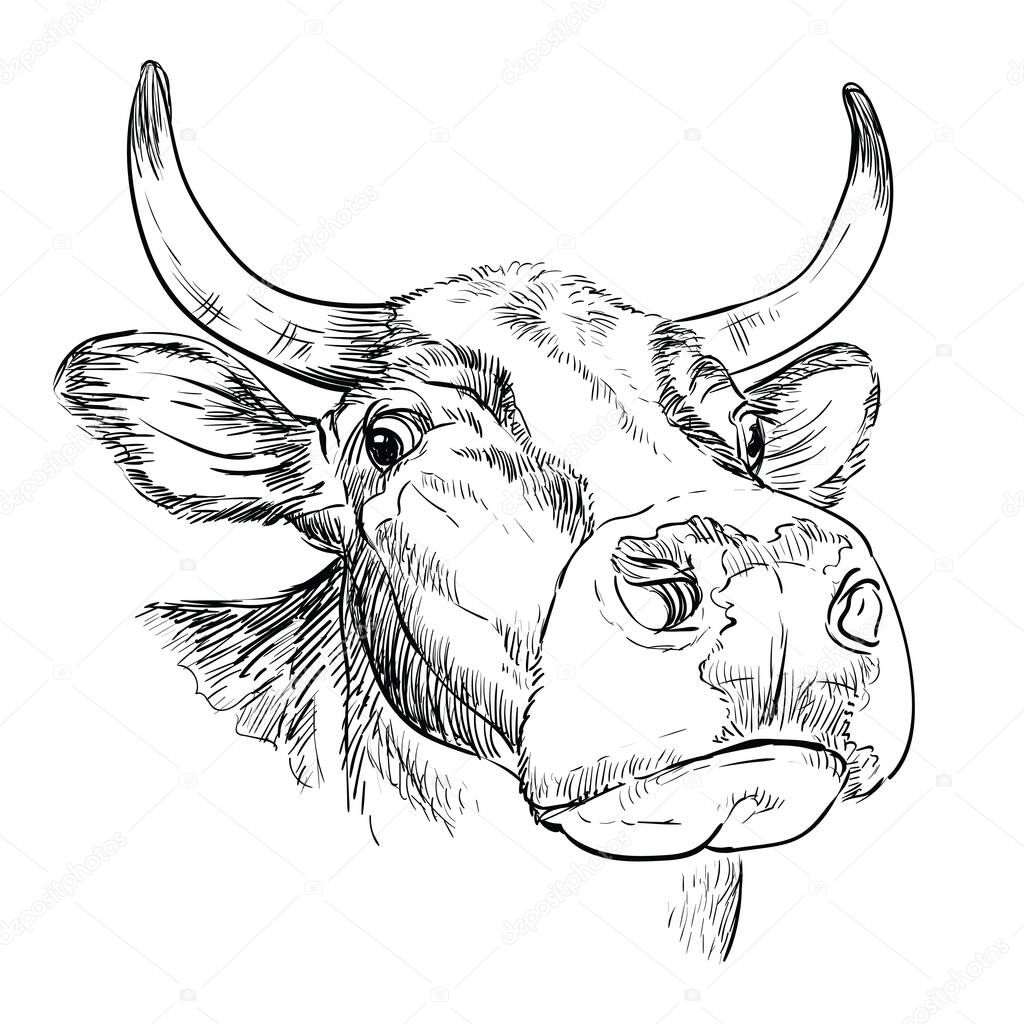 Head of funny bull in perspective drawing illustration