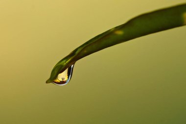 Su damlası yaprak üzerinde. Sahil su damlası görüntüde. Makro görünümü