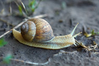 Islak zeminde sürünerek salyangoz. Makro görünümü