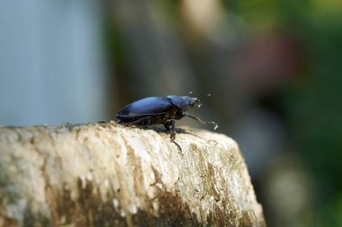 Stag beetle dişi çürük güdük üzerinde