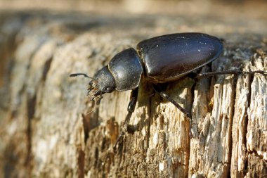 Stag beetle dişi çürük güdük üzerinde