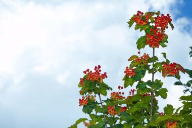 Bulutlar arka plan üzerinde olgunlaşmış kartopu dalları