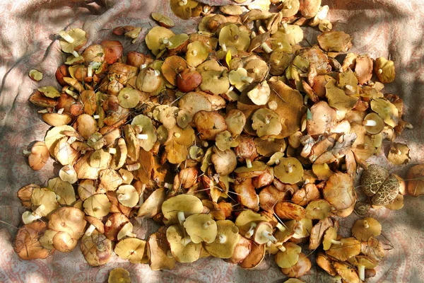 Fresh Harvested Mushrooms Filled Sunlight Suillus Luteus — Stock Photo, Image