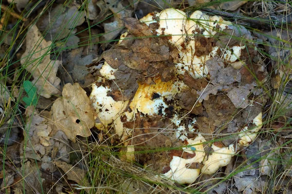 Lactarius resimus. White forest mushroom among fallen dry leaves.