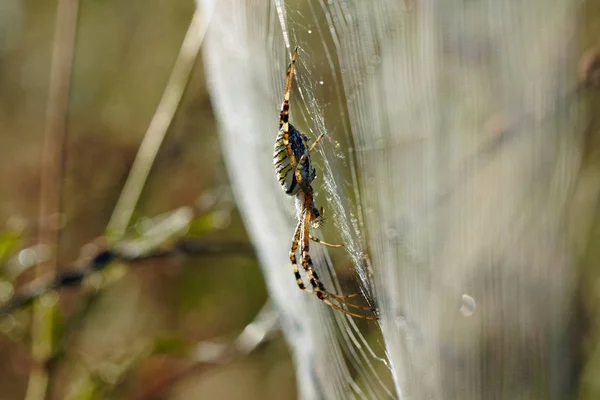 Araña Tela Hierba Web Llena Luz Del Sol Mañana —  Fotos de Stock