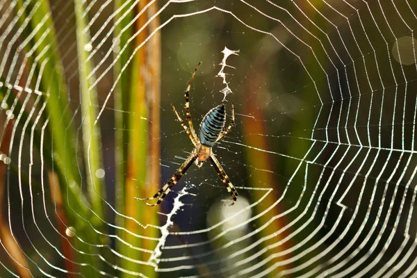 蜘蛛在网中的草地上 网络充满了清晨的阳光 — 图库照片