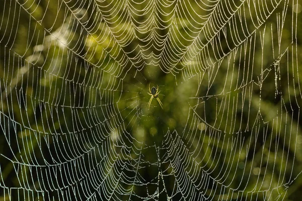 Αράχνη Στον Ιστό Στο Γρασίδι Ιστοσελίδα Γεμάτη Φως Του Ήλιου — Φωτογραφία Αρχείου