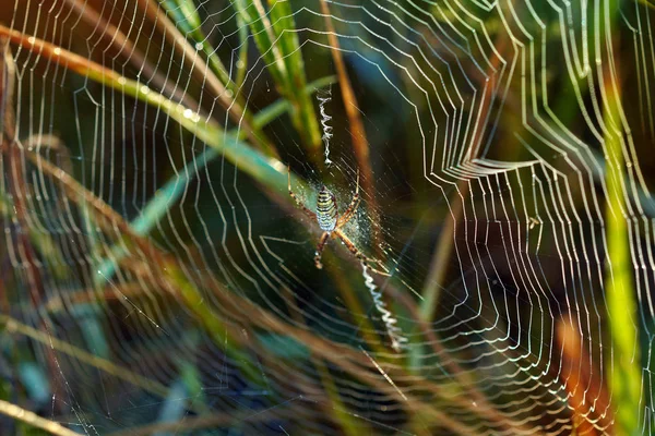 Aranha Teia Relva Teia Cheia Luz Solar Matinal — Fotografia de Stock