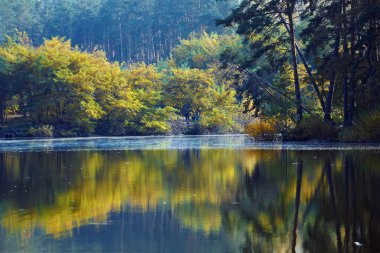 Sonbahar göl ormanın içinde. Su yansıması ile sarı sonbahar ağaçlar.