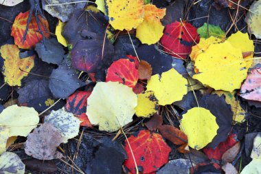Yere düşen sonbahar yaprakları. Doku renkli doğa.