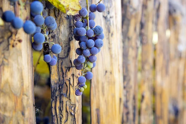 Blue Grape Brunch Hangs Wooden Fence — Stock Photo, Image