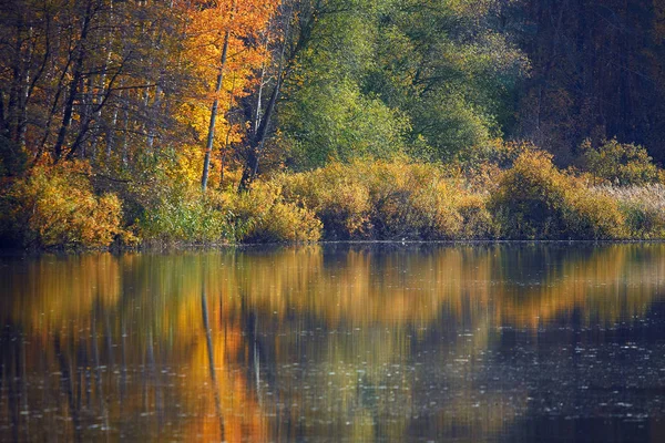 Podzimní Jezero Lese Odraz Vodě Žluté Podzimní Stromy — Stock fotografie