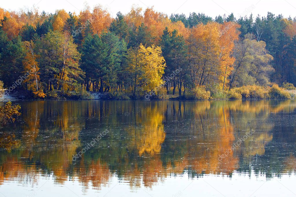 Autumn lake in the forest. Water reflection with yellow autumn trees.