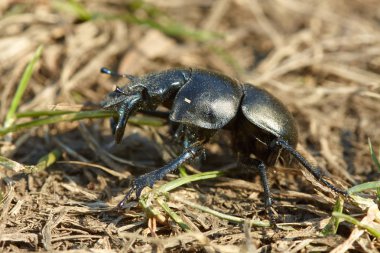 Kara böcek Lethrus ilkbahar güneş ışığında çimenlerde avlanıyor..