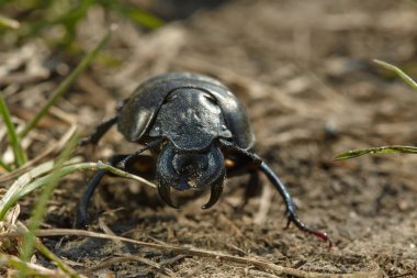 Kara böcek Lethrus ilkbahar güneş ışığında çimenlerde avlanıyor..