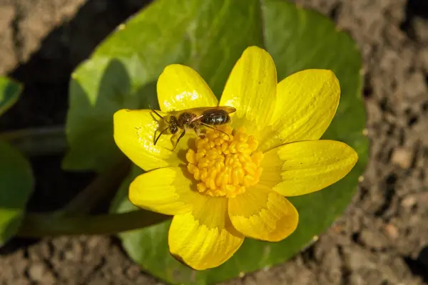 Yellow Flower Spring Blossom Small Bee — Stock Photo, Image