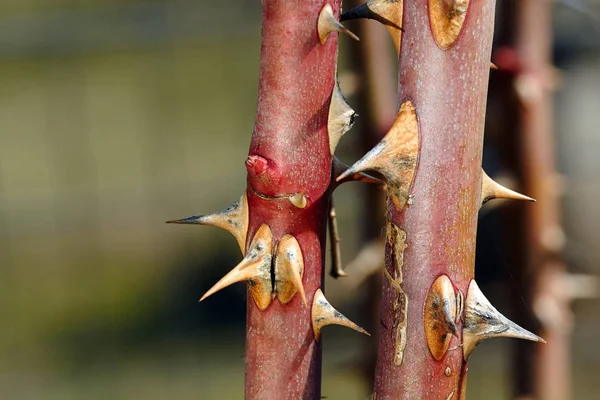 Rose hip stems with thorns