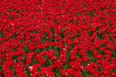 Parkta kırmızı laleler çiçek tarhı. Parlak bahar arka planı.