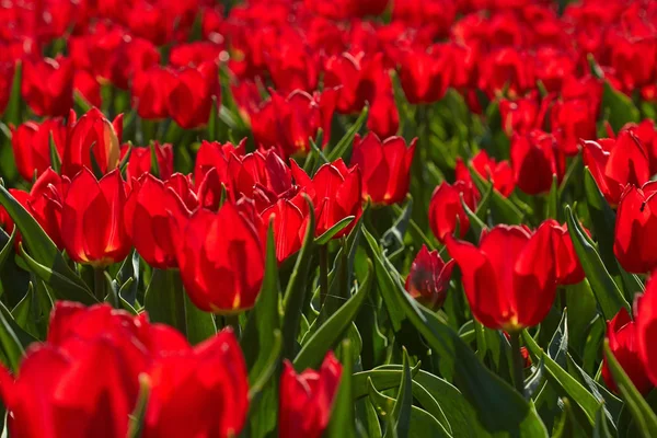 Lit Fleurs Tulipes Rouges Dans Parc Fond Printanier Lumineux — Photo