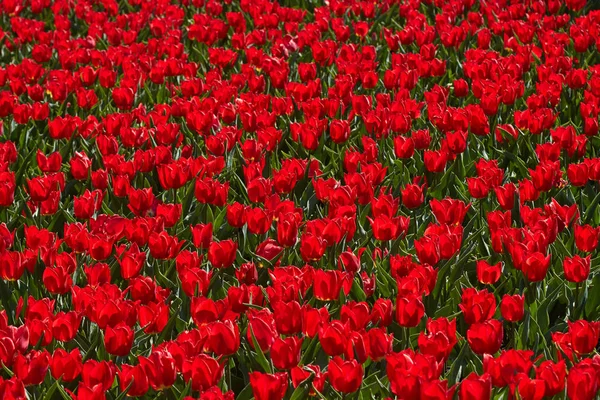 Tulipas Vermelhas Canteiro Flores Parque Fundo Mola Brilhante — Fotografia de Stock