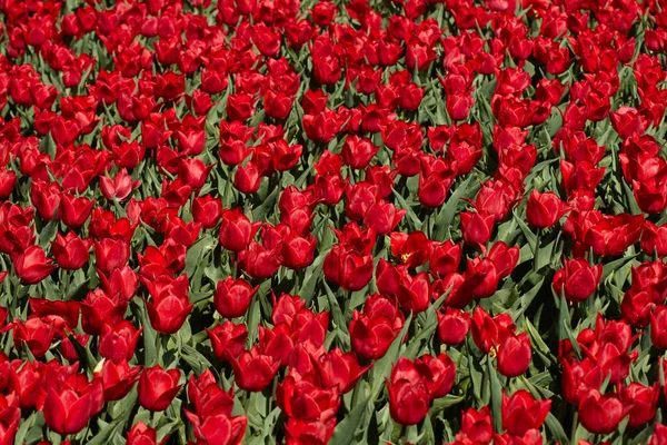 Tulipani Rossi Aiuola Nel Parco Luminoso Sfondo Primavera — Foto Stock