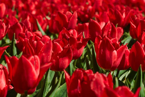 Tulipas Vermelhas Canteiro Flores Parque Fundo Mola Brilhante — Fotografia de Stock