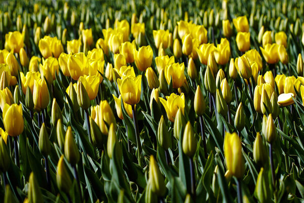 Yellow tulips flowerbed in the park. Bright spring background.