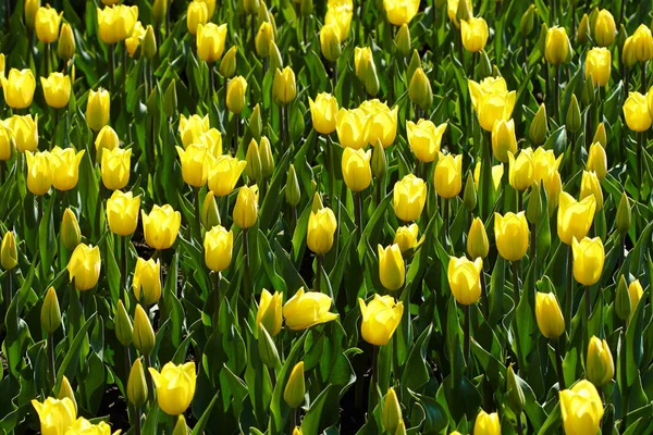 Tulipas Amarelas Canteiro Flores Parque Fundo Mola Brilhante — Fotografia de Stock