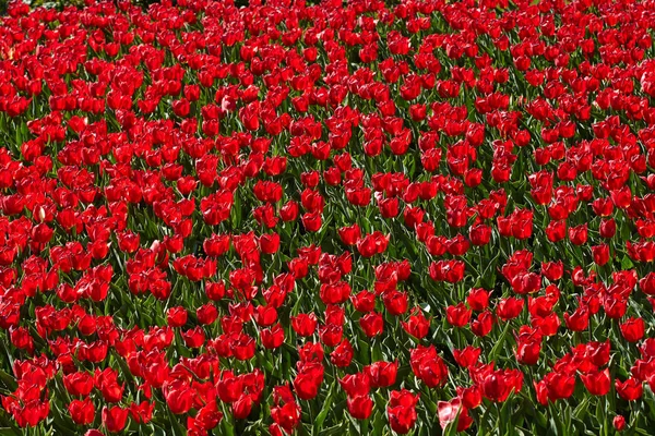 Tulipani Rossi Aiuola Nel Parco Luminoso Sfondo Primavera — Foto Stock