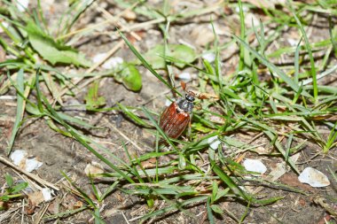 Bir cockchafer çimlerin arasında yerden çıkıyor..