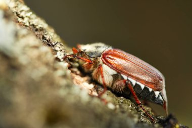 Ağaçta uyuyan cockchafer. Sabah ın erken saatlerinde güneş ışığı.