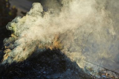 Güneş ışığı ışınları ile Bonfire duman olsa. Yanmış kuru sonbahar yaprakları.