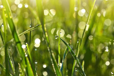 Çiğli sabah çimenleri. Bir su damlası olarak Güneş ışığı bokeh. Taze doğa arka planı.
