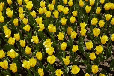 Parkta açan sarı laleler. Parlak yaz arkaplanı