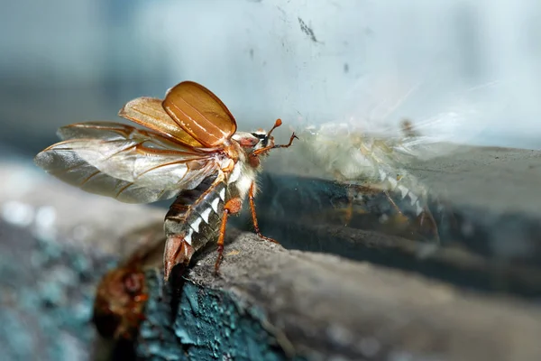 Cockchafer Ninght Lotu Pobliżu Szyby Okienne — Zdjęcie stockowe