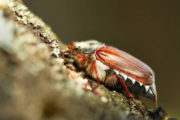 Sleeping Cockchafer Tree Early Morning Sunlight — Stock Photo, Image