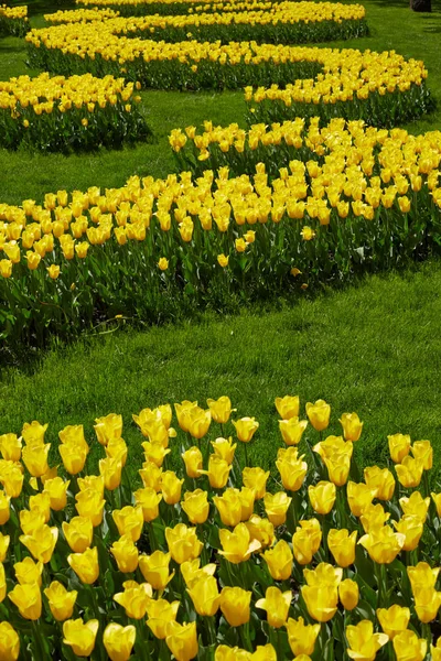 Tulipani Gialli Che Fioriscono Nel Parco Luminoso Sfondo Estivo — Foto Stock