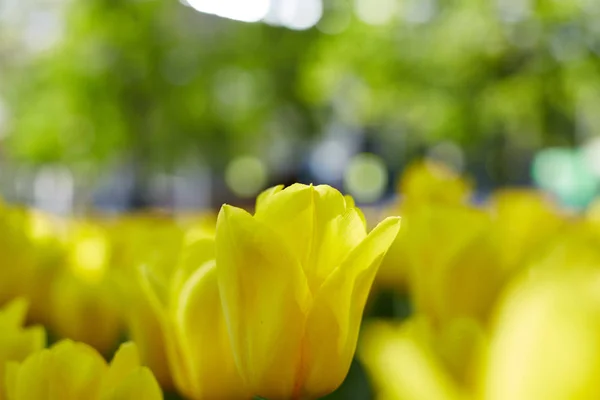 Tulipani Gialli Che Fioriscono Nel Parco Luminoso Sfondo Estivo — Foto Stock