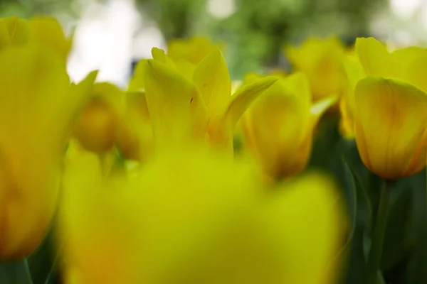 Des Tulipes Jaunes Fleurissent Dans Parc Lumineux Fond Été — Photo