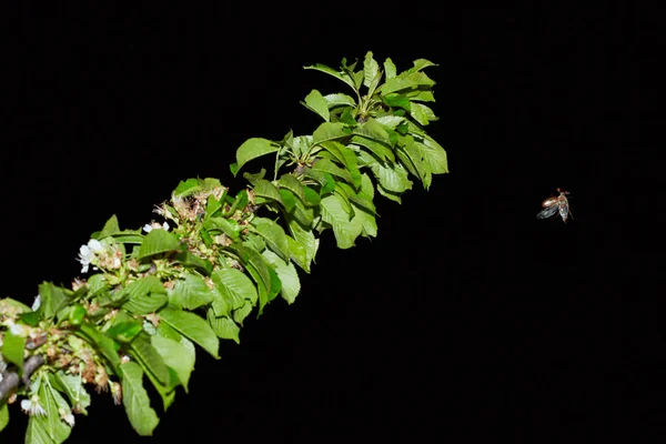 Cockchafers Volo Notturno Intorno Ramo Melo Fiore — Foto Stock