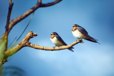 Ağaç dalında iki kırlangıç var. Koyu mavi gökyüzü arka planı.