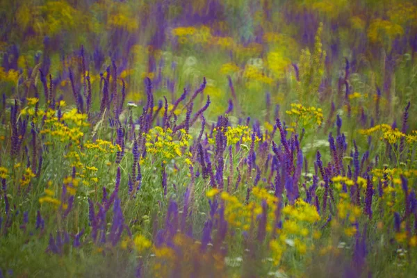 Vintahe Fleur Été Sur Côté Campagne — Photo