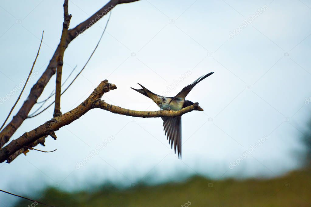 Flying swallow bird to the tree branch. Deep blue sky background.