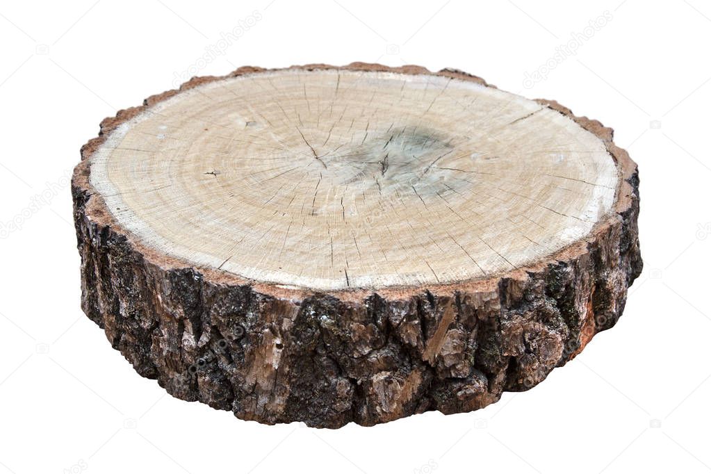 Oak tree trunk saw on white background.