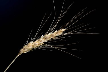 siyah arka plan üzerine buğday Başak.