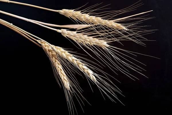 Ears of wheat on black background.