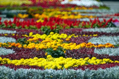 Park çiçektar gün ışığı ile dosyalanmış.