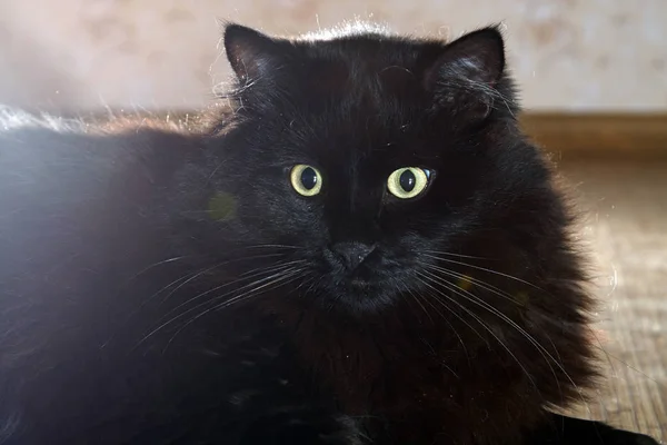 Gato Negro Está Mirando Atentamente — Foto de Stock